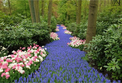 Keukenhof boeketcadeau.nl